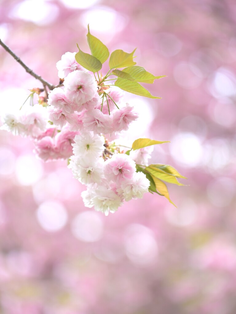 八重咲桜～遅咲きの春4