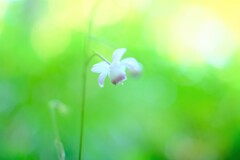 レンゲショウマ~森林公園(咲き始め) レンゲショウマ~森林公園(咲き始め)