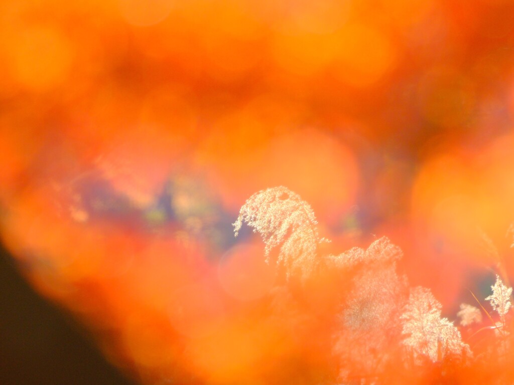 昭和記念公園～紅葉２