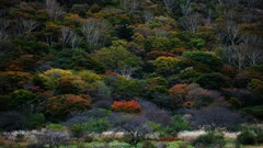 赤城山紅葉覚満淵1