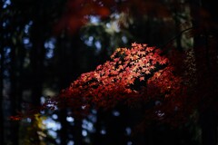 みずほエコパーク3～モミジスポット