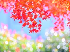 モミジ～ランチタイム紅葉1