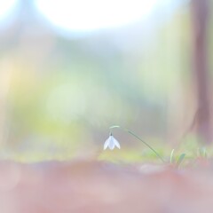 スノードロップ～昭和記念公園