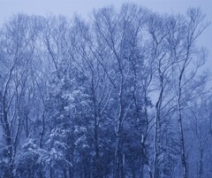 snow tree～雪林