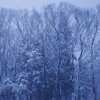 snow tree～雪林