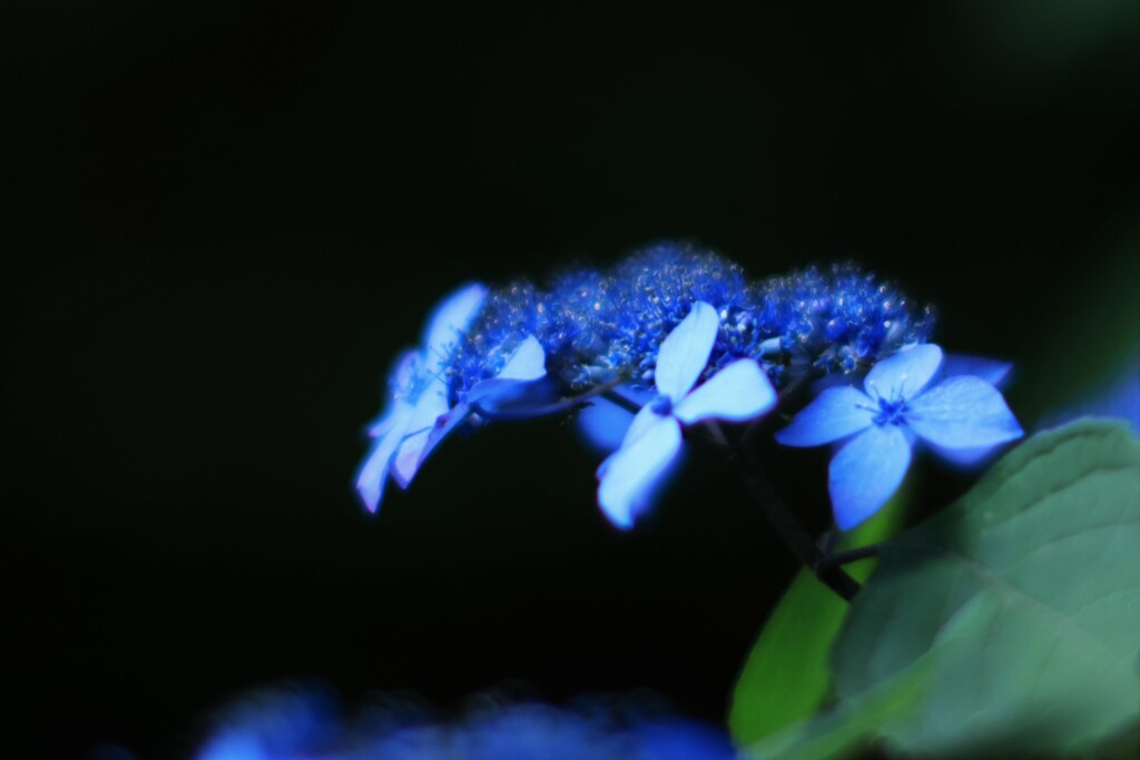 紫陽花～高幡不動