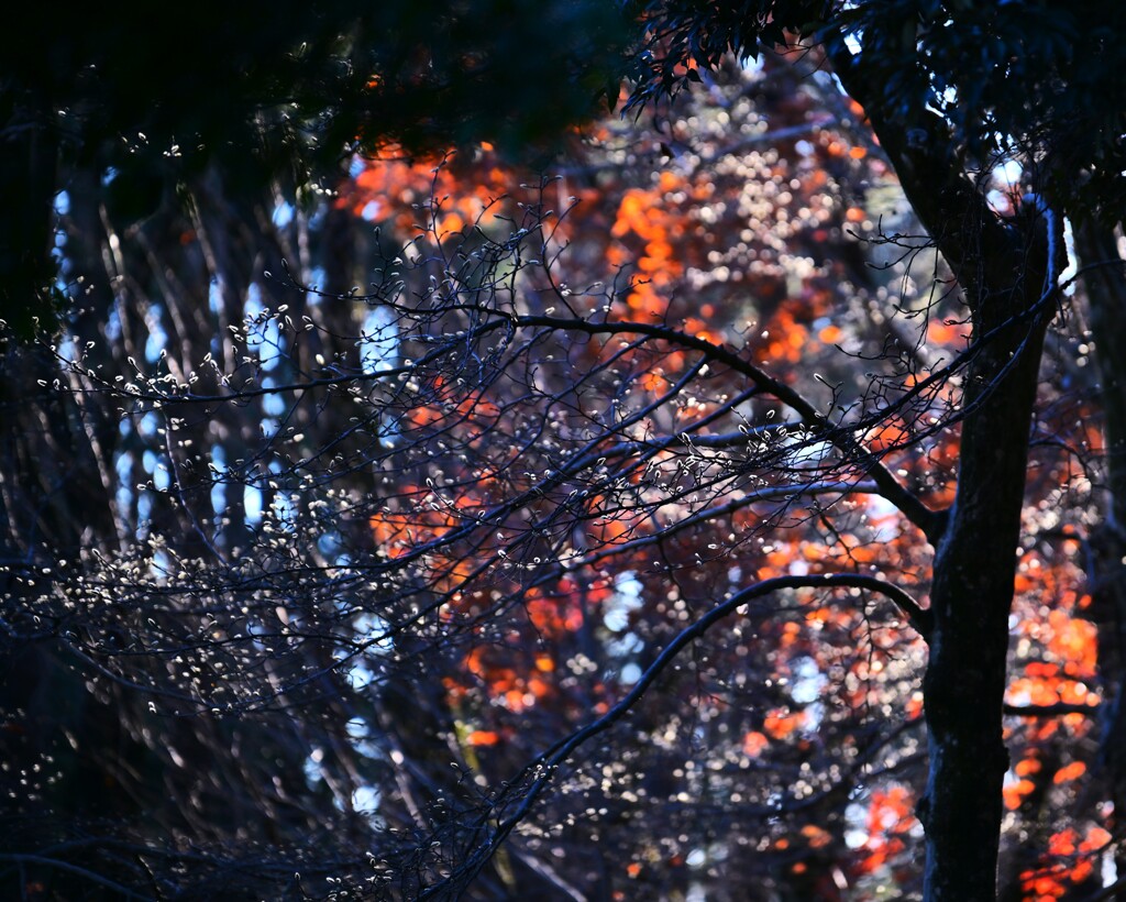 コブシ・ハクモクレン・紅葉～みずほエコパーク