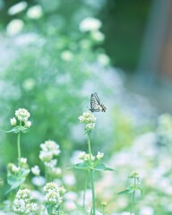 森林公園　～オルネアとアゲハ2