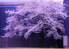 sakura tree