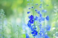 森林公園～　デルフィニウム