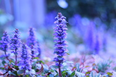 Ajuga