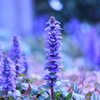 Ajuga