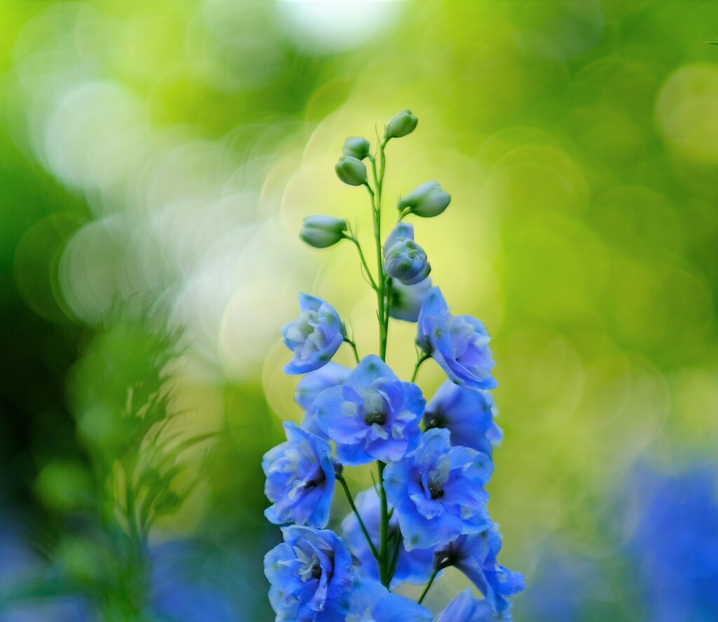 blue Delphinium