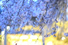 夜桜～枝垂桜