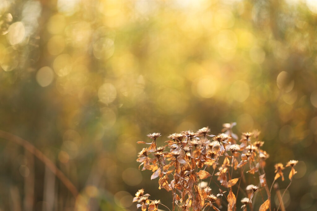 light
