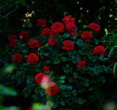 赤薔薇～横浜EG5