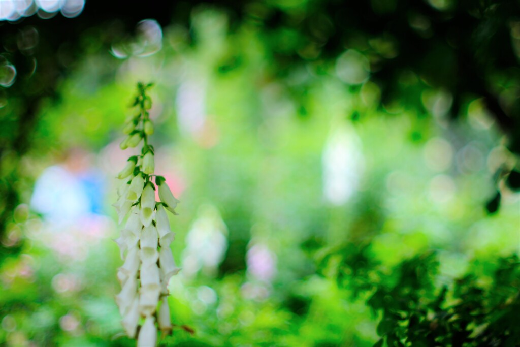 ジキタリスー～夢ハーベスト農場