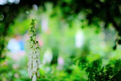 ジキタリスー～夢ハーベスト農場