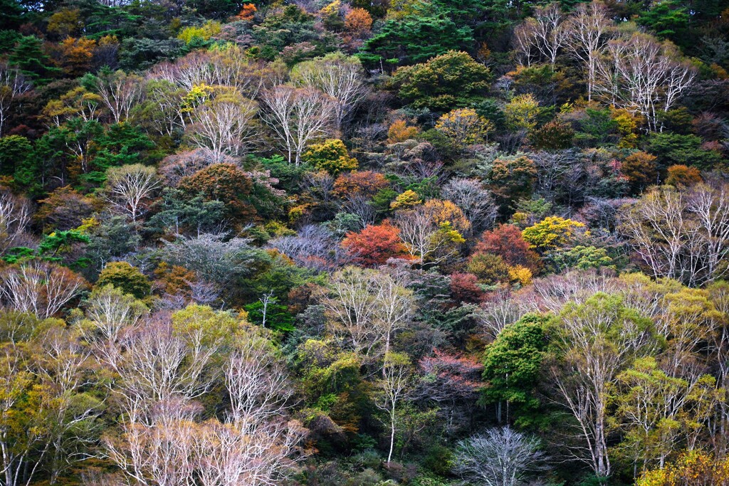 赤城山紅葉1