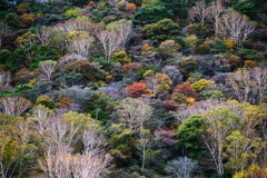 赤城山紅葉1