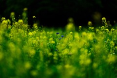 菜の花の中のヤグルマギク～昭和記念公園