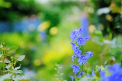 デルフィニウム～中之条ガーデンズ