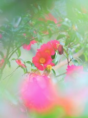 山茶花～ビビット