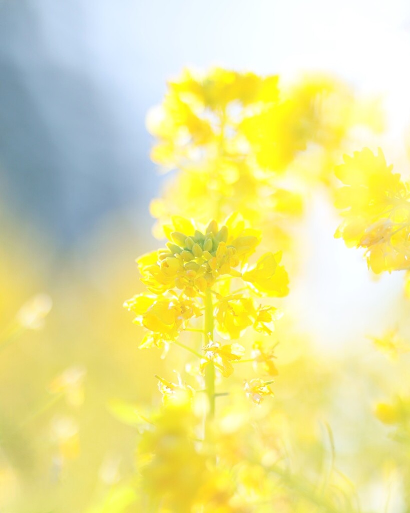 菜の花～花菜ガーデン