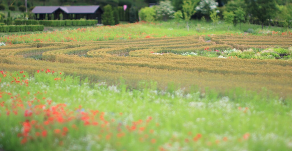 麦～中之条ガーデンズ