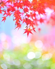 モミジ～ランチタイム紅葉3