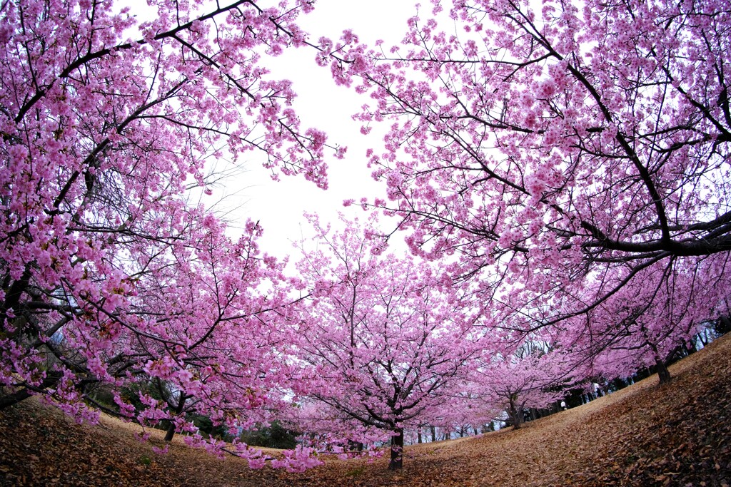 河津桜10～見頃でした♪