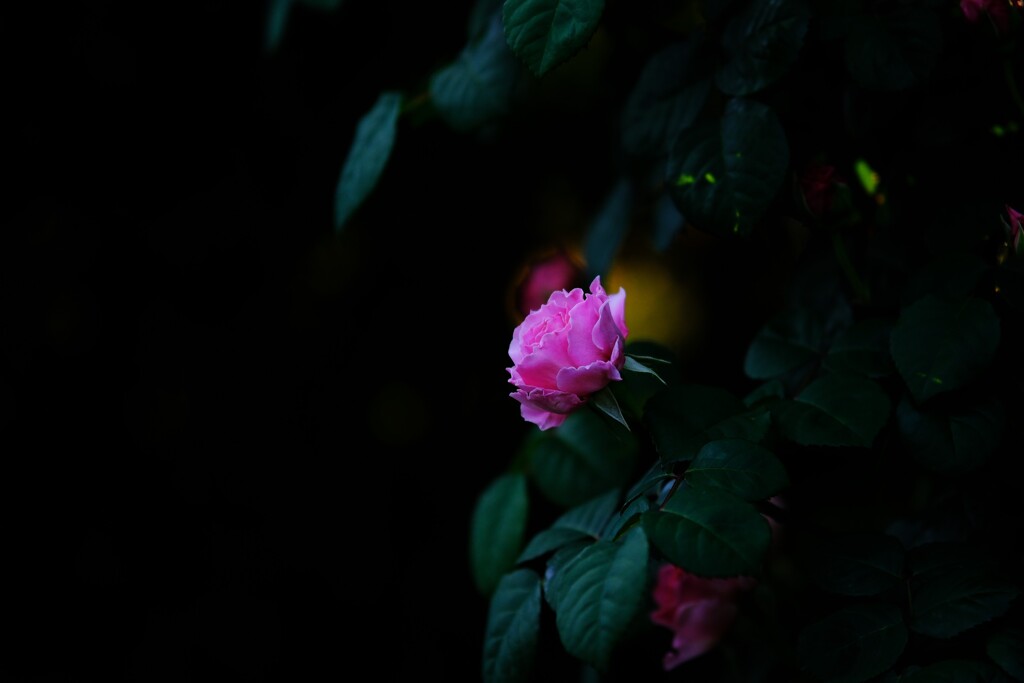 赤薔薇～横浜EG6