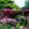 バラ～花菜ガーデン