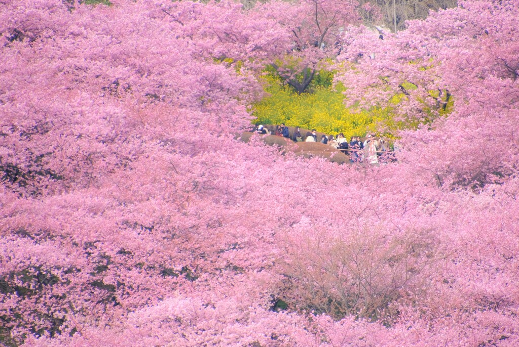 kawazu sakura