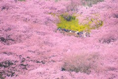 kawazu sakura