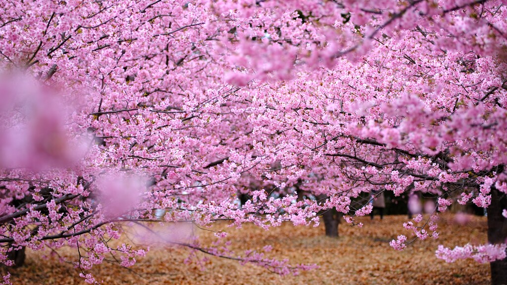 河津桜2～見頃でした♪