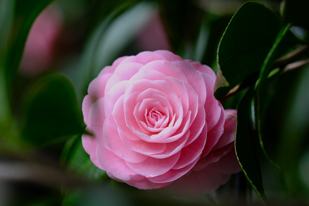 乙女椿～新宿御苑3