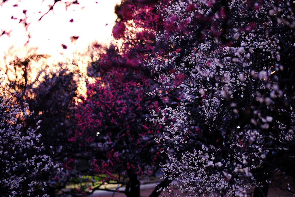 梅～小金井公園6