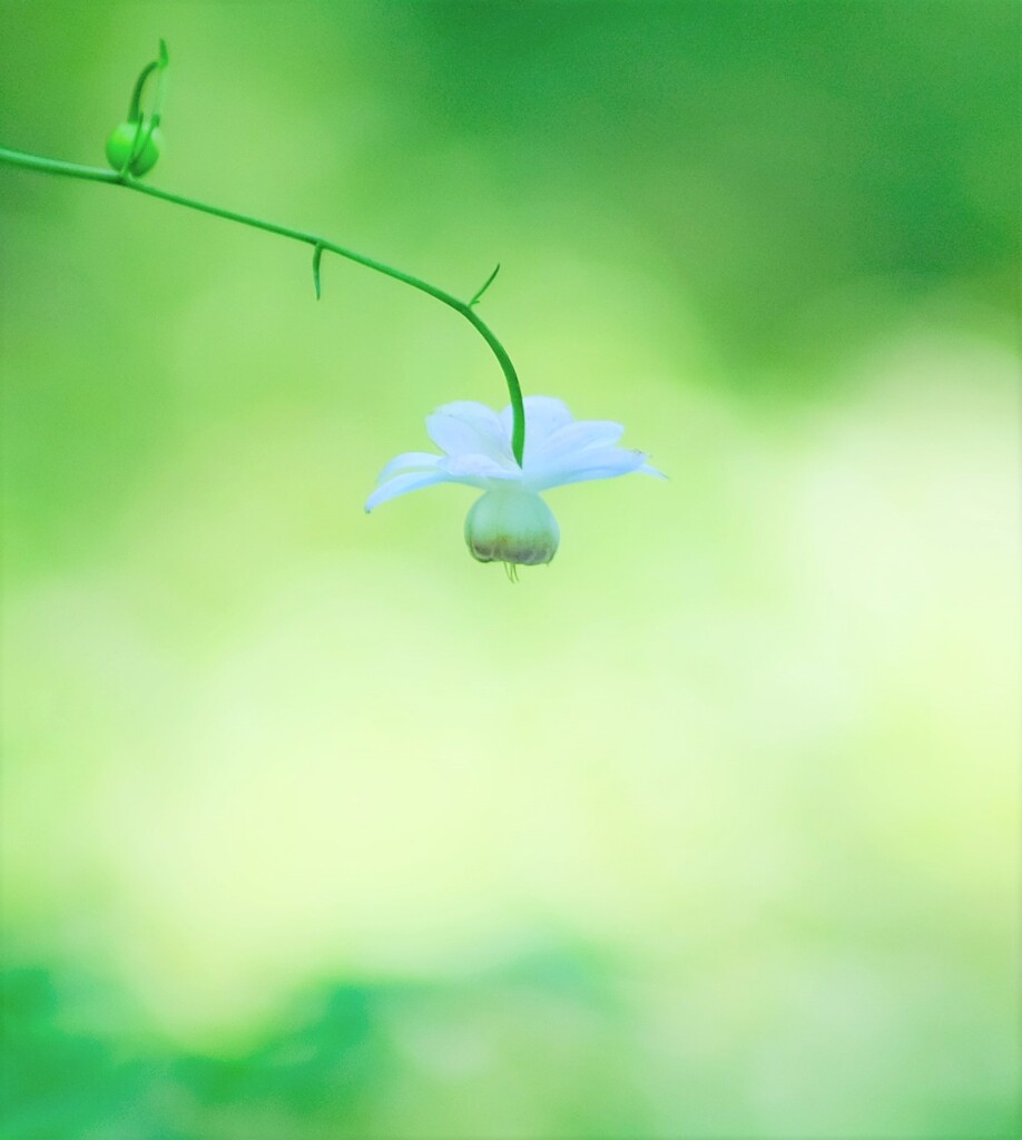 レンゲショウマ～森林公園(咲き始め)