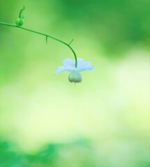 レンゲショウマ~森林公園(咲き始め) レンゲショウマ~森林公園(咲き始め)