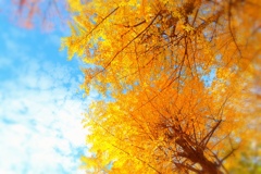 ginkgo tree
