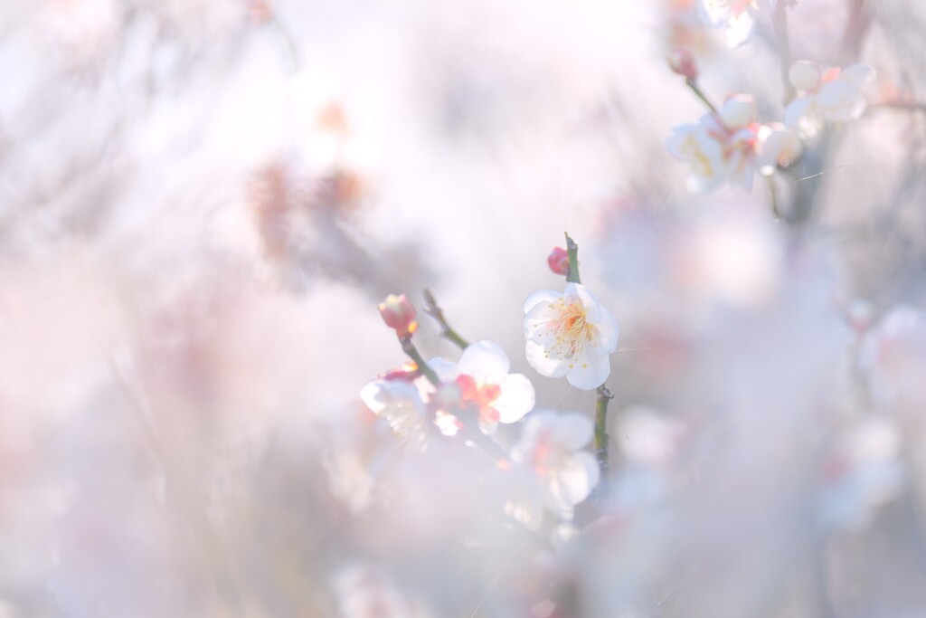 梅～花菜ガーデン