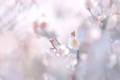 梅～花菜ガーデン