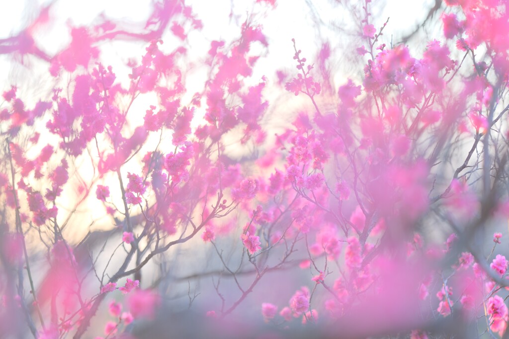 紅梅～府中郷土の森博物館３