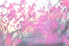 紅梅～府中郷土の森博物館３