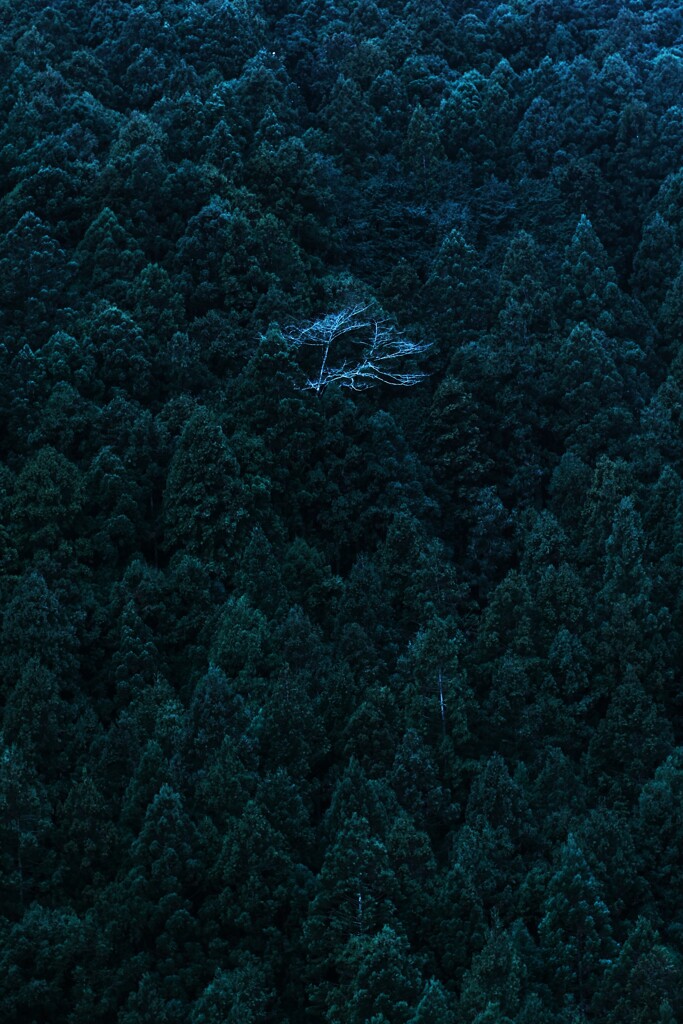 春待桜～奥多摩渓谷
