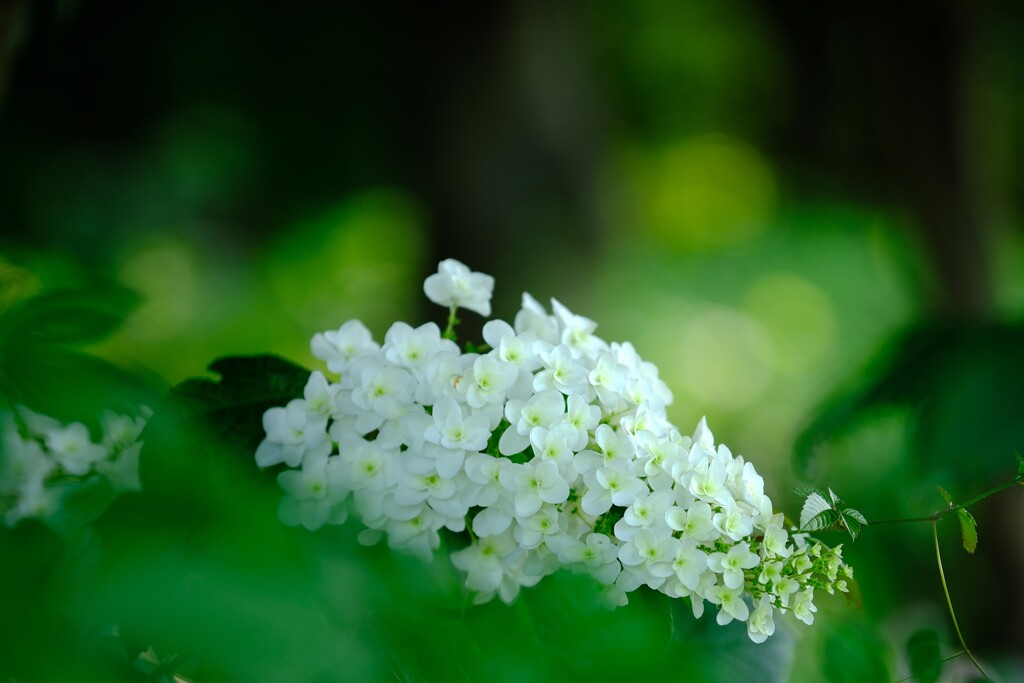 紫陽花～花菜ガーデン4