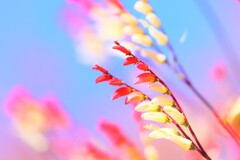 colors red and white