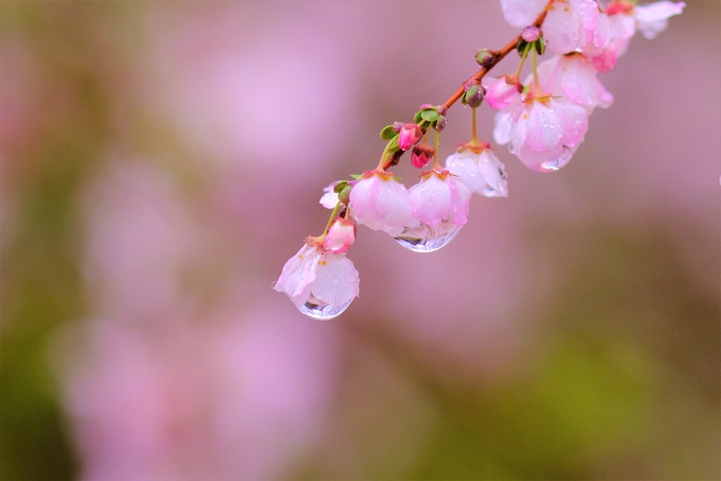 pink yukiyanagi