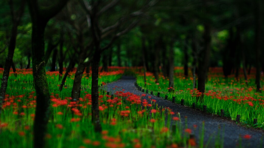 彼岸花見頃始まり～巾着田